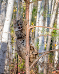 Bobcat Kitten climbing a Pine Tree in a Birch Forest