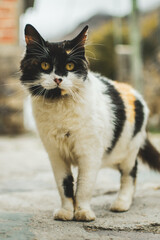 white cat on the street