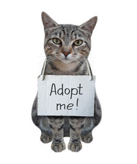 A gray cat has a sign around his neck that says adopt me. White background. Isolated.