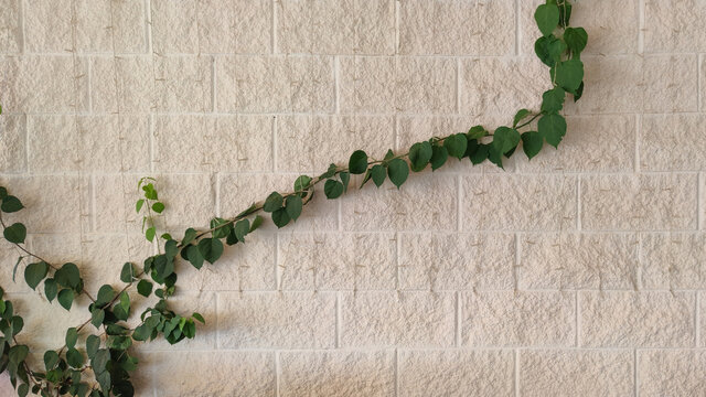 Pared blanca con textura y planta enredadera 