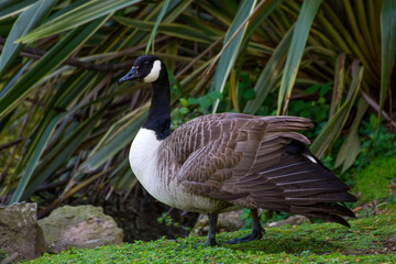 Bird in a park 2