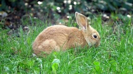 Close-up portrait of a sweet little beige Easter bunny surrounded by greenery on a farm