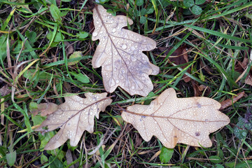 Wet oak leaf with water drops on green grass in autumn