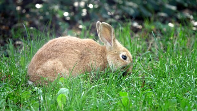 Close-up portrait of a sweet little beige Easter bunny surrounded by greenery on a farm