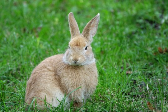 close-up portrait of small beige easter bunny surrounded by greenery on a farm