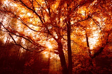 Wall murals orange glow Autumn (fall) forest - gold landscape with beautiful old oak tree and sun rays.