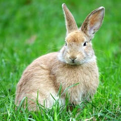 close-up portrait of small beige easter bunny surrounded by greenery on a farm