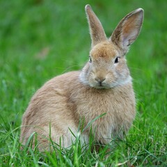 close-up portrait of small beige easter bunny surrounded by greenery on a farm