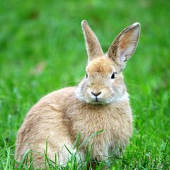 close-up portrait of small beige easter bunny surrounded by greenery on a farm