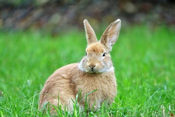 close-up portrait of small beige easter bunny surrounded by greenery on a farm