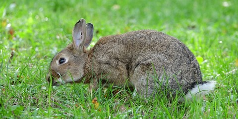 close-up portrait of small beige easter bunny surrounded by greenery on a farm