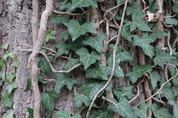 Hedera helix - Green ivy weaves a tree trunk