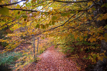 autumn in the forest