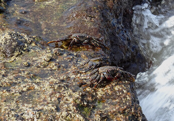 Moorish  Crab or Red Crab. (Grapsus adscensionis). Tenerife Island. Canary Islands. Spain.  