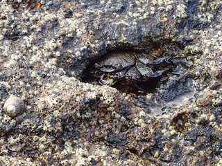 Moorish  Crab or Red Crab. (Grapsus adscensionis). Tenerife Island. Canary Islands. Spain.  
