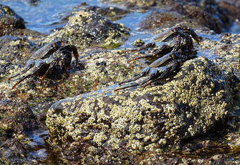 Moorish  Crab or Red Crab. (Grapsus adscensionis). Tenerife Island. Canary Islands. Spain.  