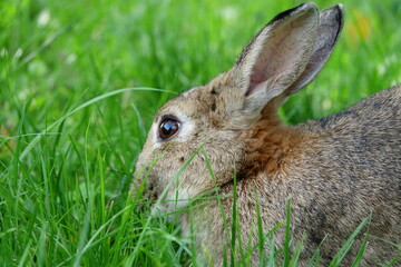 close-up portrait of small beige easter bunny surrounded by greenery on a farm