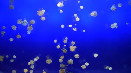 Jellyfish in a blue lit water tank background