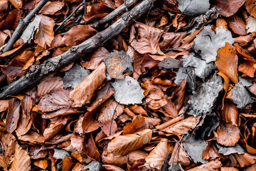 dried leaves walking in the forest