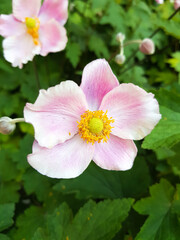 Japanese anemone (in german Herbst-Anemone) Aubrieta