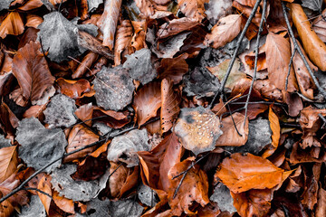 dried leaves walking in the forest