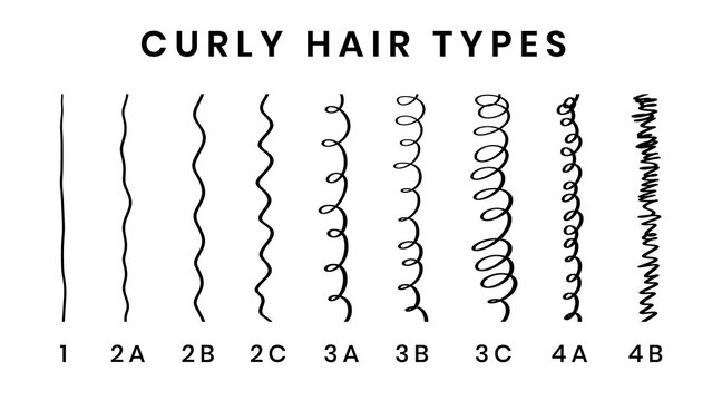 Vector illustration of hair types chart with all curl types, labeled. Curly girl method concept. From 1 to 4B.