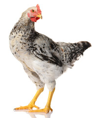 one gray rooster isolated on white background, studio shoot