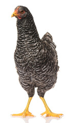 one black chicken isolated on white background, studio shoot