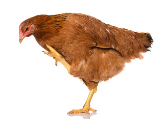 one brown walking chicken isolated on white background, studio shoot