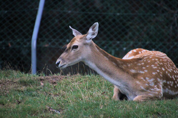 deer in the woods