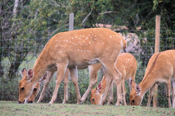 deer in the forest