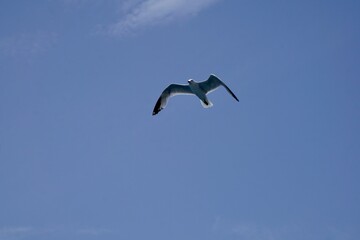 Möwe am Himmel