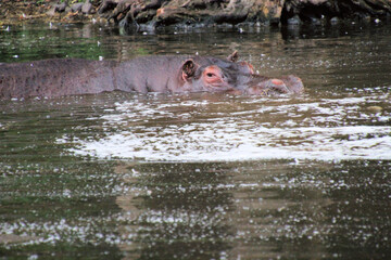 hippopotamus in water