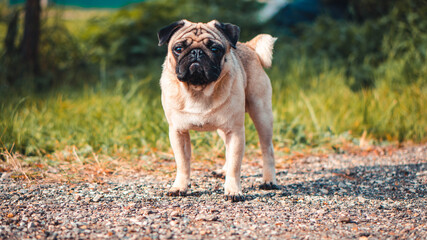 Pug dog for a walk