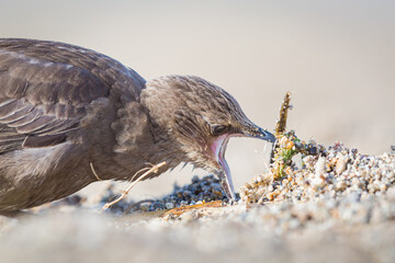 juvenile staling on the Irish beach looking for some sprouts