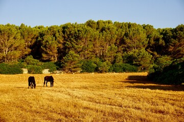 Morgenlicht auf einem Feld auf Menorca