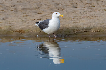 Fototapeta premium California Seagull stands at the estuary water shoreline with reflection showing in the rippling surface.