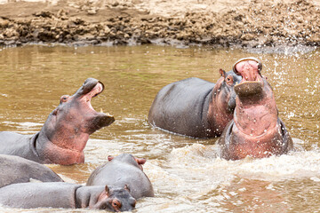 Many hippos in Masai river at Masai Mara National park in Kenya, Africa. Wildlife animals. Hippopotamus in Africa
