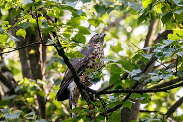 Northern Goshawk accipiter gentilis juvenile on branch of tree in summer. Beautiful majestic bird of prey in wildlife.