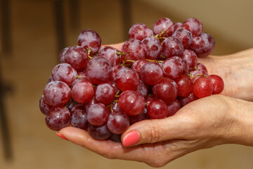 Bunch of grapes in the hands of a girl. Handpicked ripe grapes closeup. Fresh juicy berries. Healthy organic sweet fruit. Delicious autumn natural dessert. Vitamins diet for woman