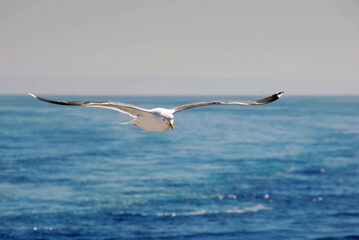 Seagull in flight against a plain background. No people. Copy space.