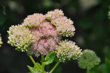 Fototapeta premium flower in New England