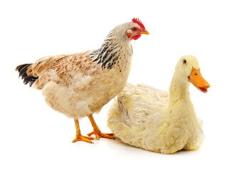 Large chicken and duck.