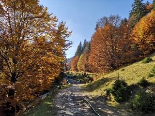 Amazing mountains landscape during fall season. Rural road in the forest. Rural landscape.