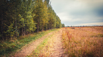 Fototapeta premium The road in the field along the forest
