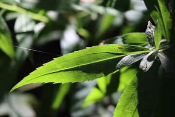 Obraz premium close up of a leaf with a single strand of web