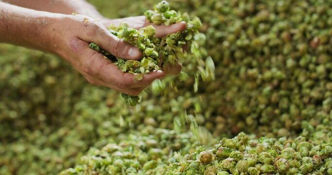 Close up hands of a young farmer who checks the drying of the hops and rubs the dried cones to feel the aroma.