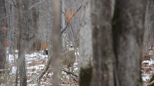 White-tailed Buck (Odocoileus virginianus) during rut being alert and cautious and running away in the forest during autumn with snow on ground
