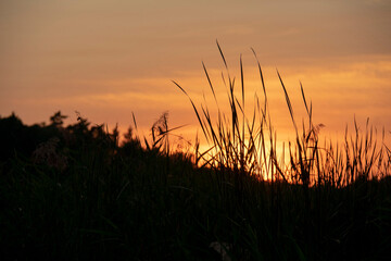 Fototapeta na wymiar Dark grass landscape sunset camping in Klobichsee Brandenburg Germany