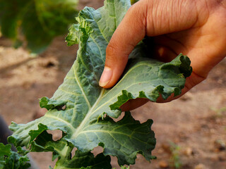 Warm close up of a gardener holding kale in a vegetable garden